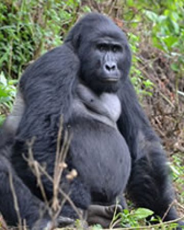 3 Day Gorilla Trekking safari