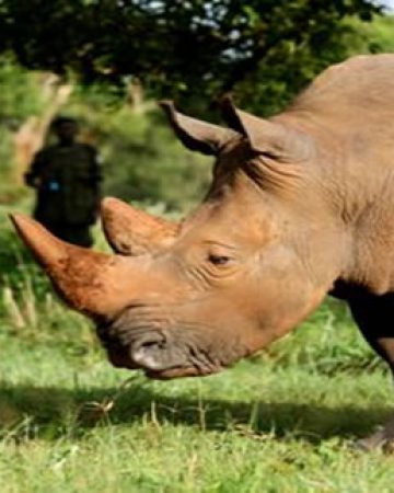 1 Day Ziwa Rhino Sanctuary