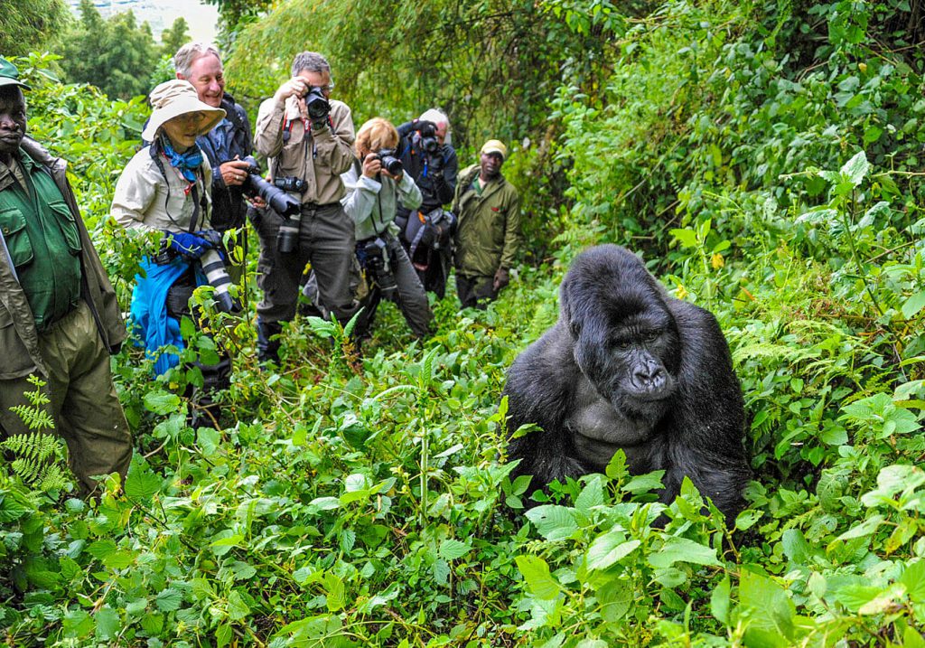 wildplanet-africa-gorilla